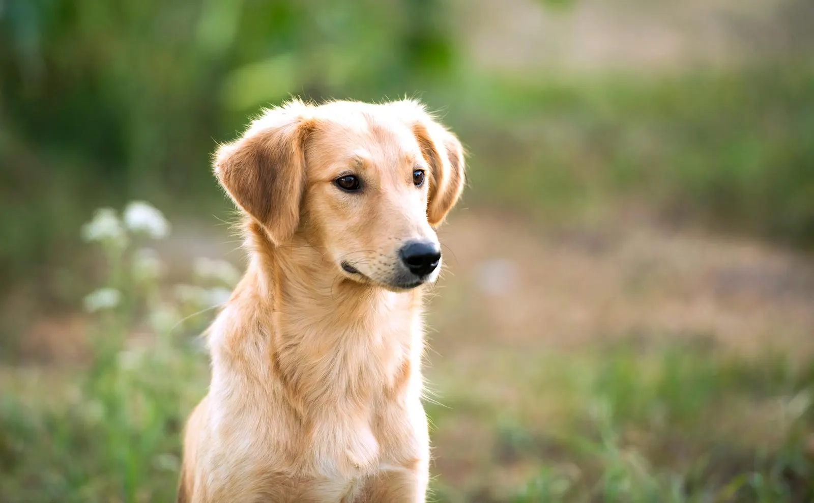 How to care for Aidi dog puppies