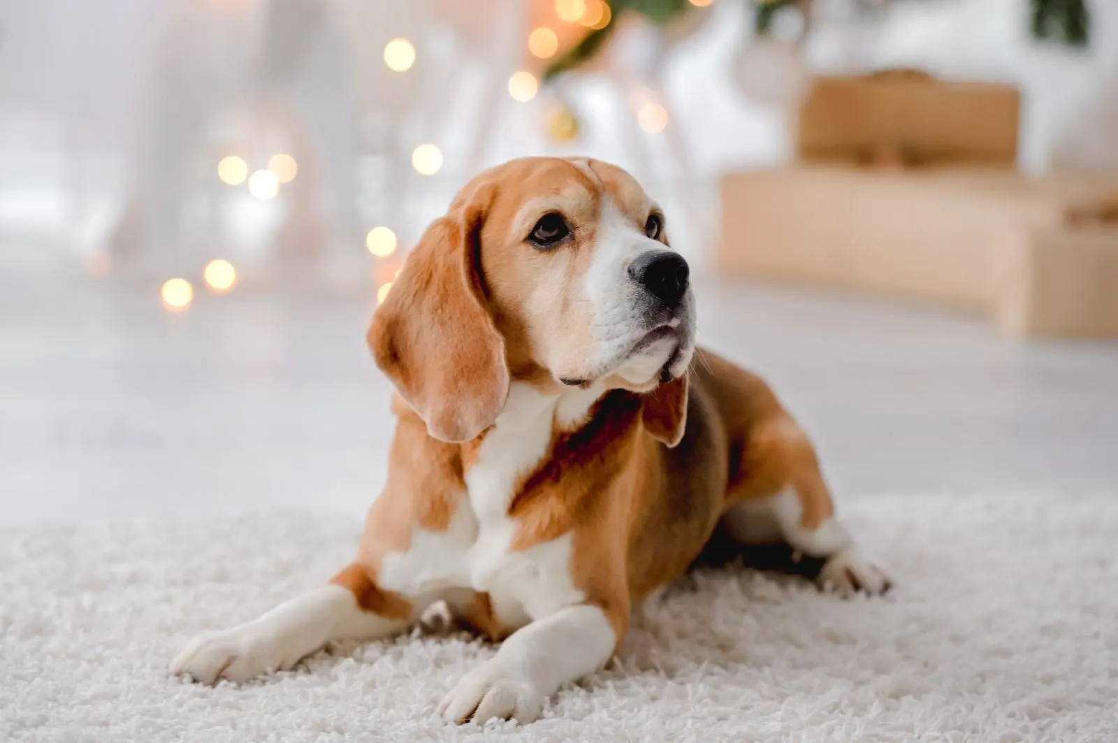 What collar to choose for a dog Aidi