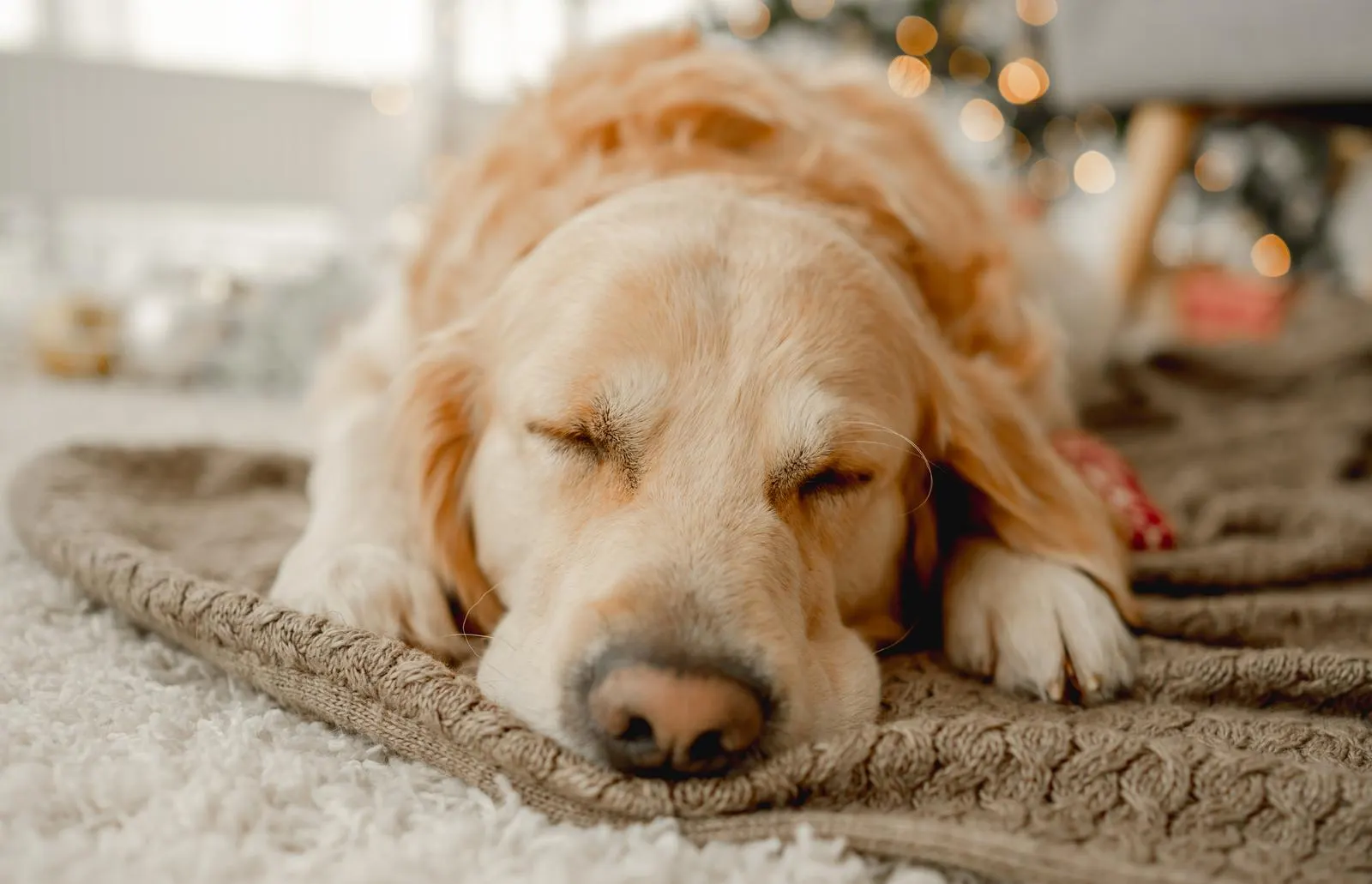 What food to choose for a dog Aidi