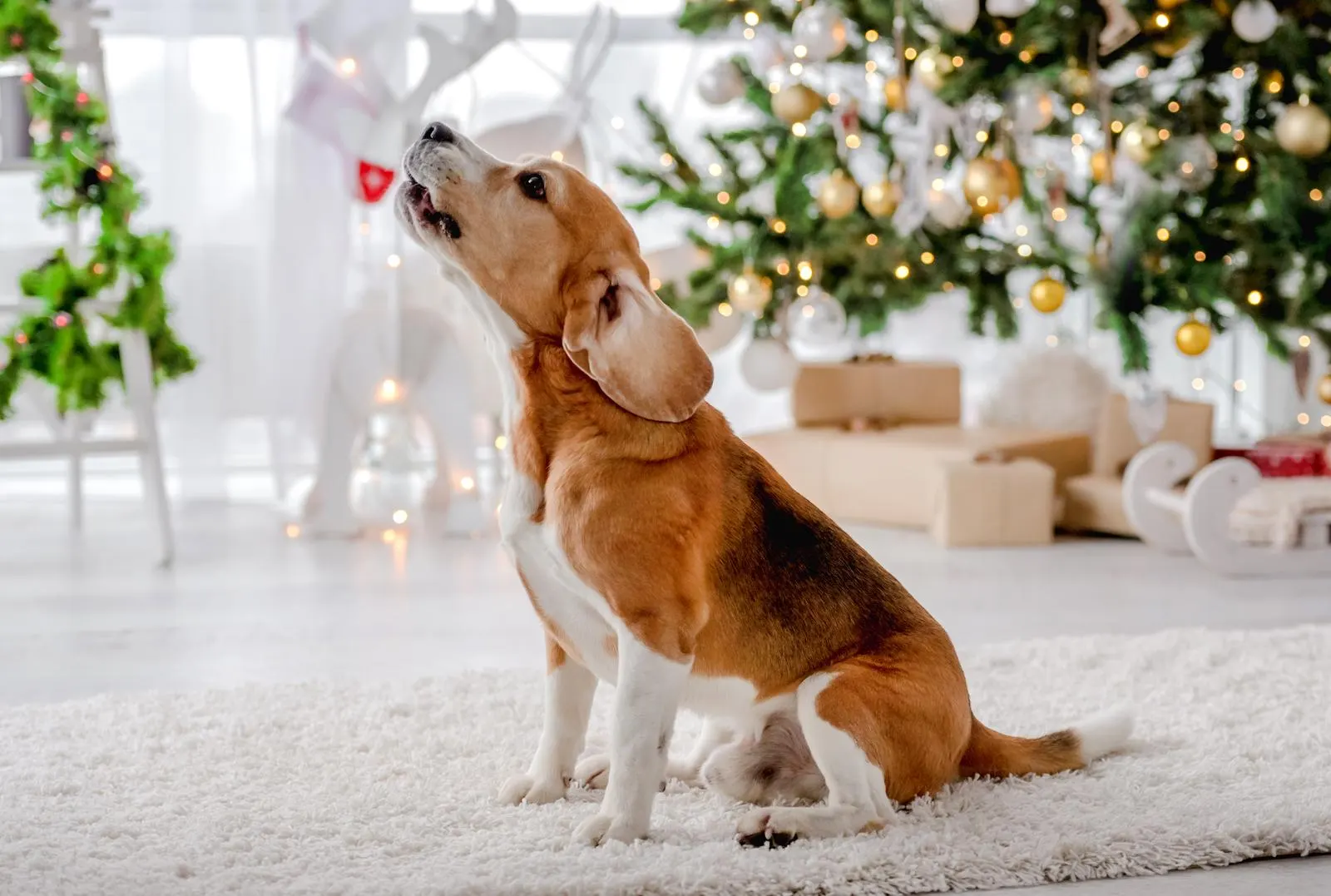 Aidi dog’s diseases