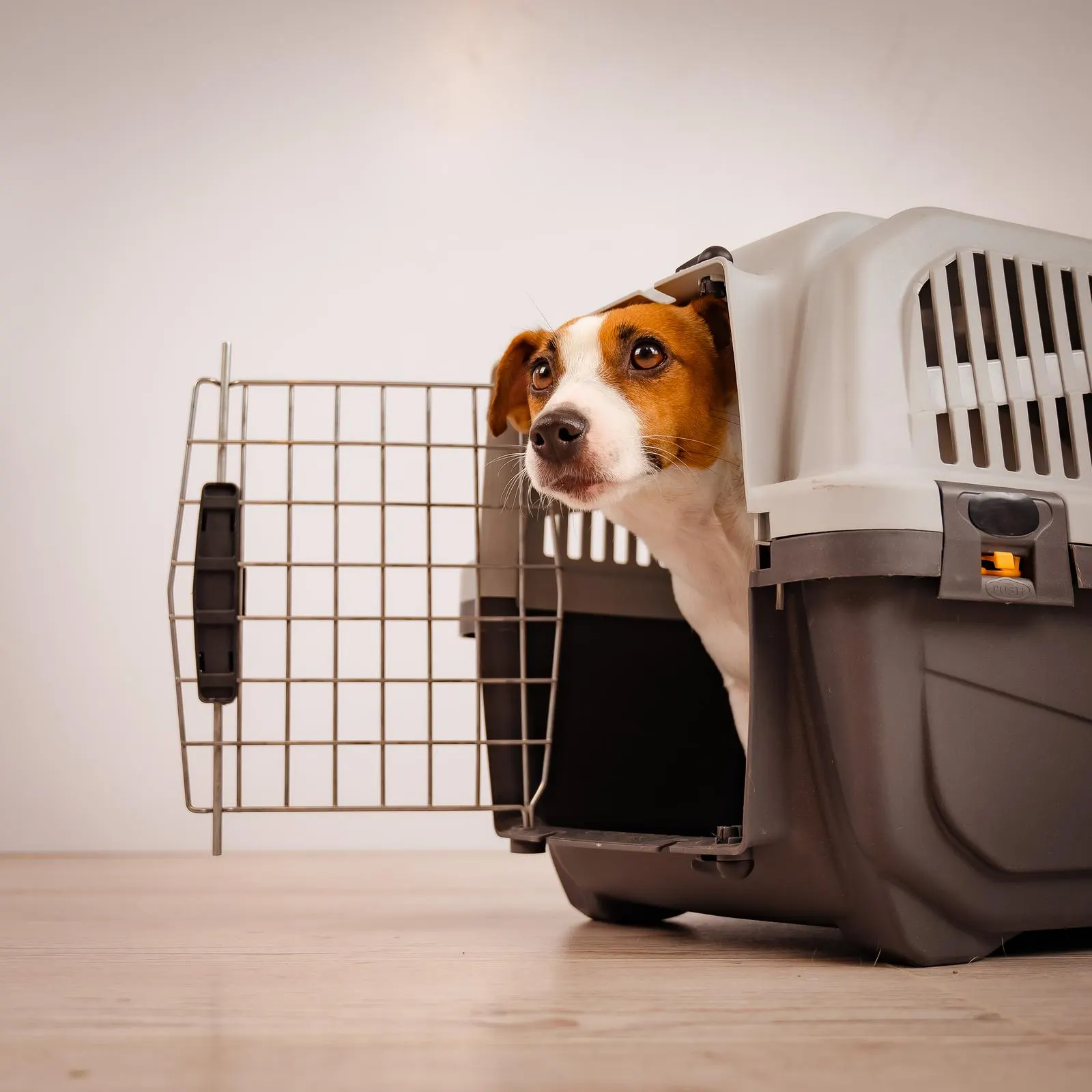 Can Aidi’s dog live in a kennel?