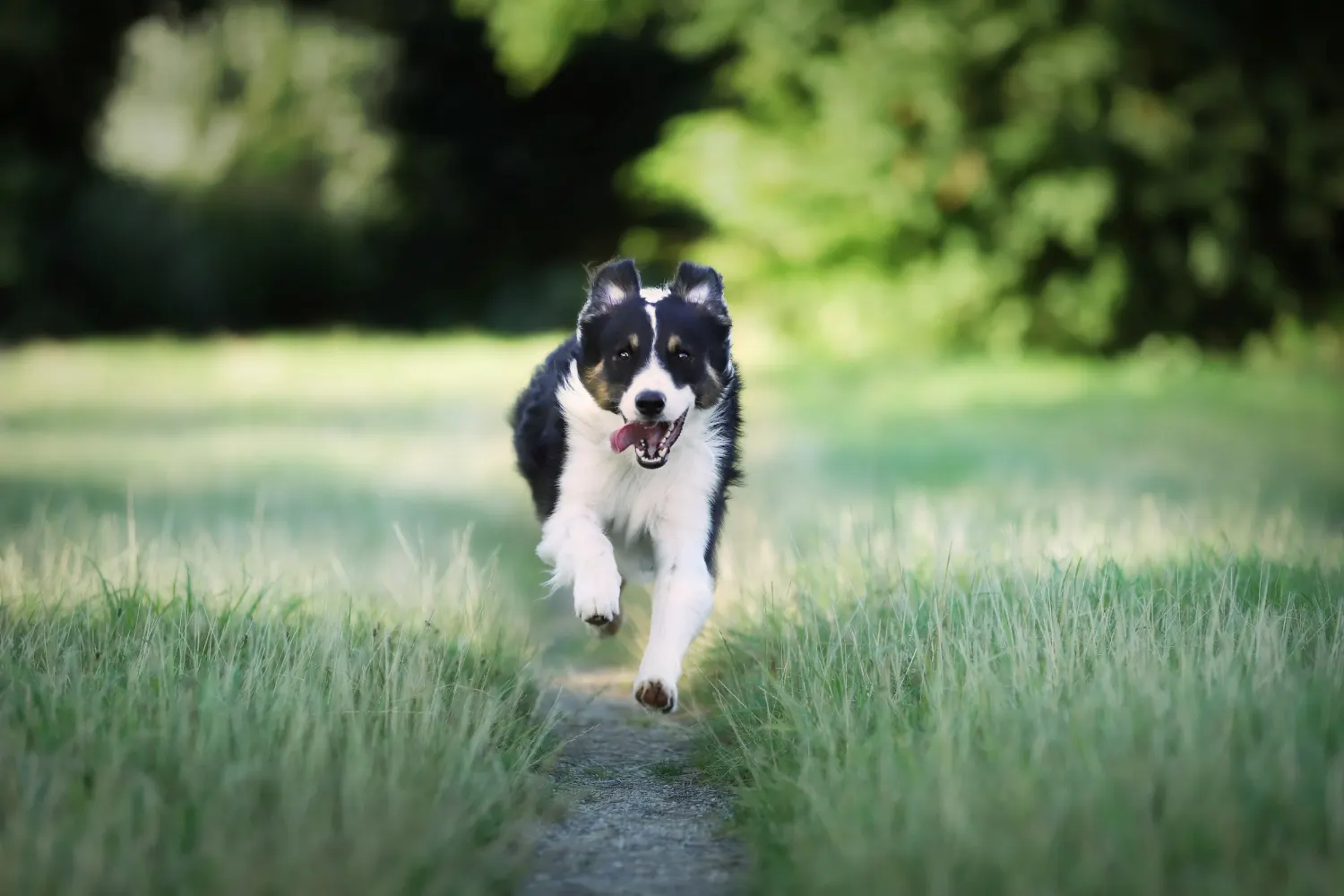 Popular Aidi dog names