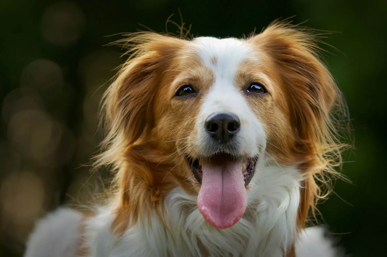 How the dog of Aidi was created