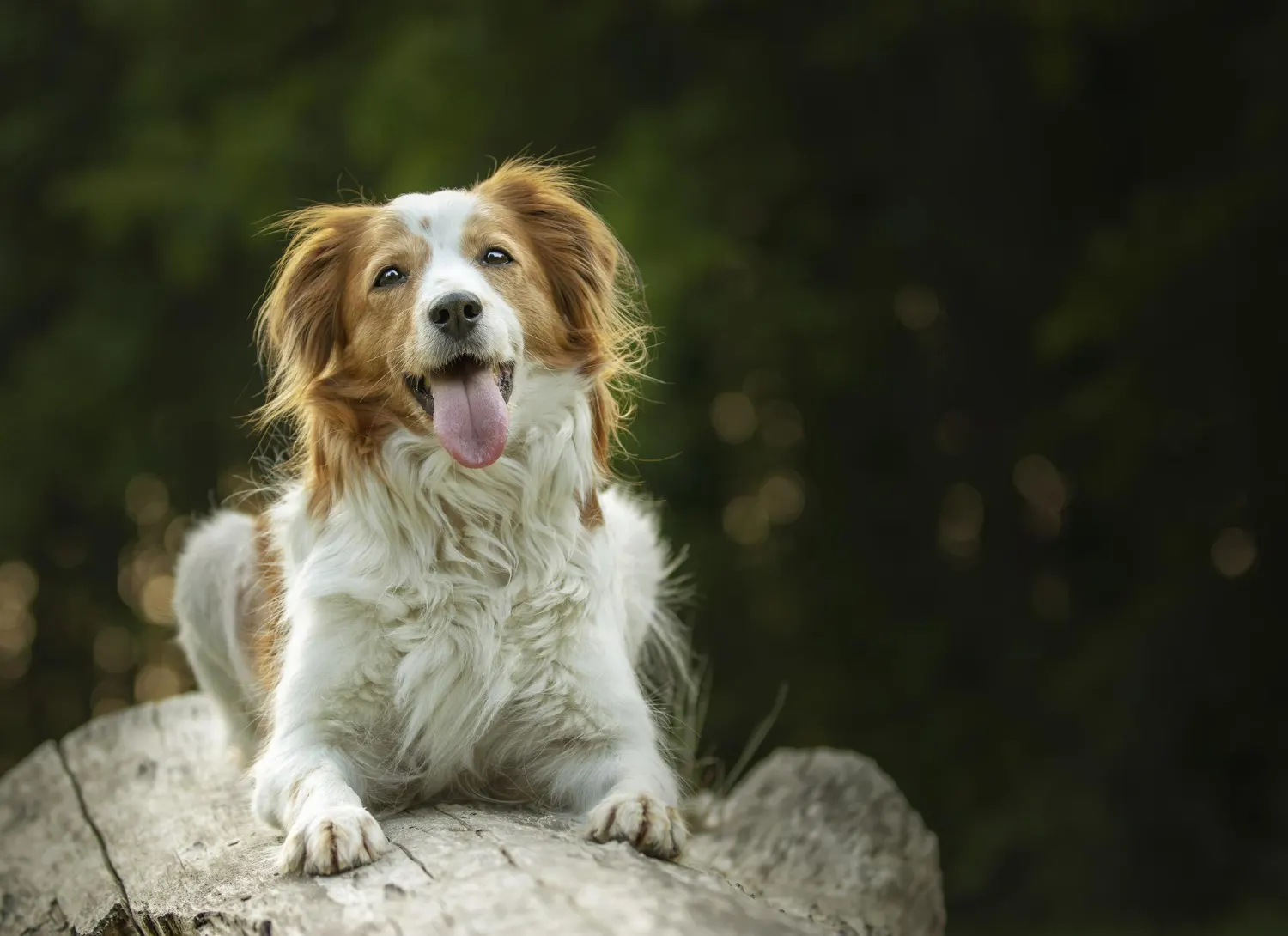 Is Aidi a family dog?